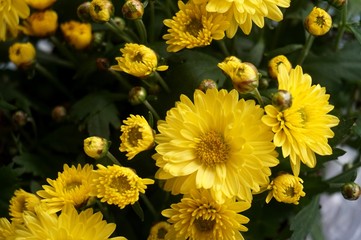 Yellow flower lawn daisy dandelion or better known as Bellis Perenni