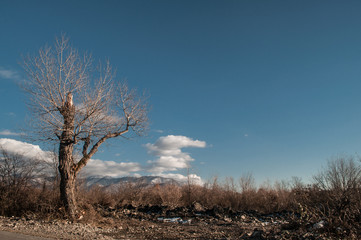 lonely tree silhouette on open field at sunset vibrant orange. Mountains of Azerbaijan Caucasus