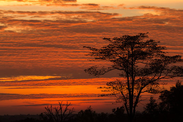 Fototapeta premium Silhouette of tree on the beautiful orange sky in the morning.