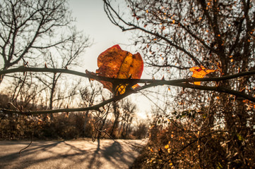Beautiful view of Branch with yellow leaves against the sunlight. Azerbaijan, Caucasus