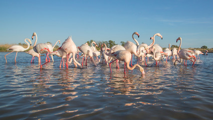 Group of Greater flamingos (Phoenicopterus roseus), Camargue, France - obrazy, fototapety, plakaty
