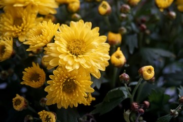Yellow flower lawn daisy dandelion or better known as Bellis Perenni