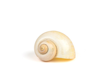 shell on the white background