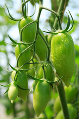 Unripe tomatoes fruit on green stems.