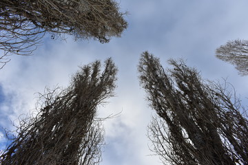 trees without leaves against the blue sky poplar