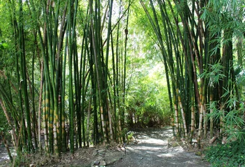 Papier Peint photo Bambou forêt de bambous verts