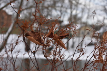 Obraz premium winter autumn landscape with yellow leaves