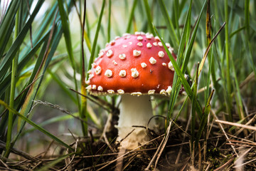 Close-Up Surface Level Of Mushroom