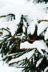 fir branch in snow- Christmas Holidays Background