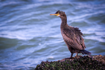 European Shag