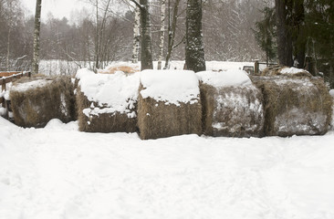 winter haystack