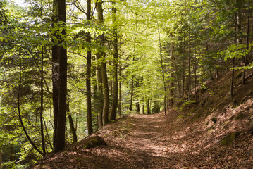 Obraz premium Wandern im Frühlingswald