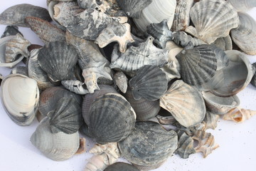 Muscheln am Strand © Inka