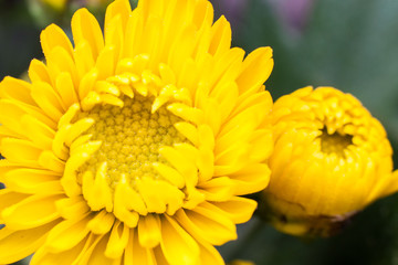 Yellow flower lawn daisy dandelion or better known as Bellis Perenni