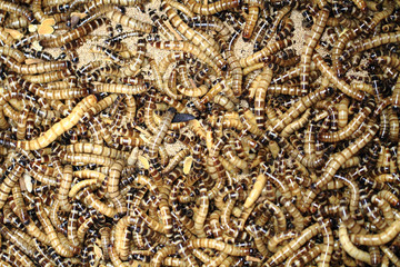 fresh mealworms food for animals