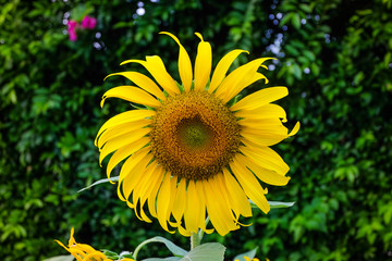 Sunflower blooming in the garden , Thailand.