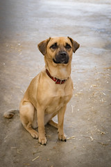 Hofhund - Promenadenmischling sitzt brav auf der Diele im Rinderstall