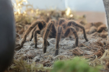 Exotic spider
