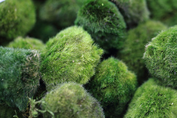 moss spheres background