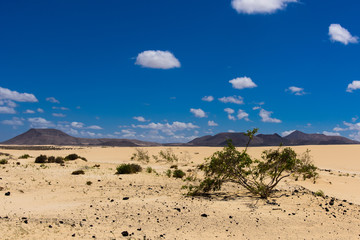 Dunes de corralejo