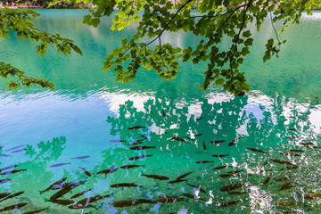 Fish in the Plitvice Lakes. Oak branches above the water.