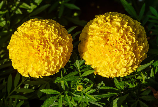 Fototapeta Blooming Yellow Marigolds (Tagetes)