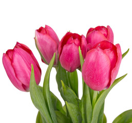 Fototapeta premium pink tulips