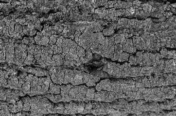 Horizontal HDR texture bark of birch like ashes