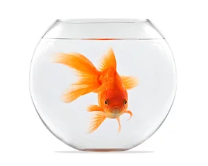 Fotobehang Goldfish floating in glass sphere and on a white background © Mirek Kijewski