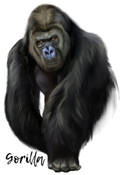 Gorilla watercolor painting 
