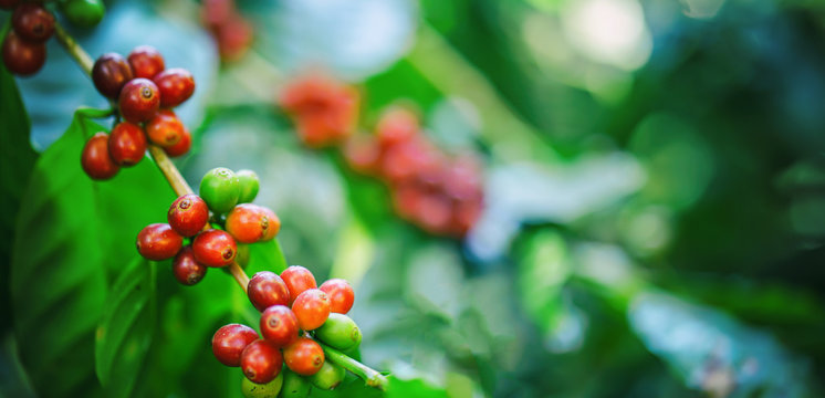 fresh coffee beans on tree