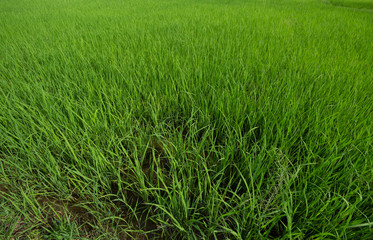 Green rice field