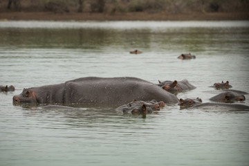 Hippopotame, Hippopotamusa amphibius, Parc national Kruger, Afrique du Sud