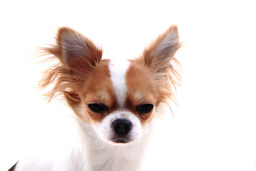 head of sweet chihuahua
