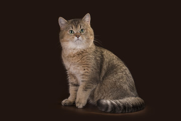 egyptian cat in studio