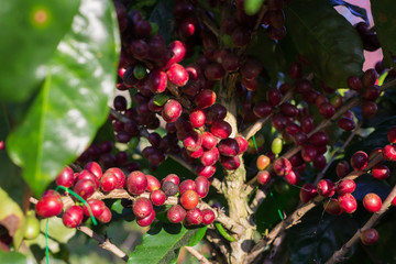 Coffee beans ripening on tree in North of thailand.