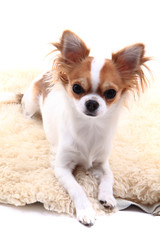 chihuahua is resting