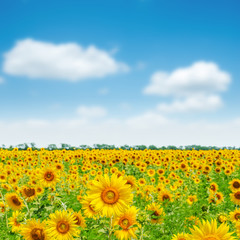 Fototapeta premium agricultural field with sunflowers and blue sky with clouds