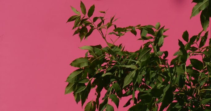 a Birch Tree Twig Placed in a Chromakey Background, Turning Green Screen Into Light Violet in an Impressive Way