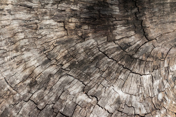 Cross section of wood bark texture