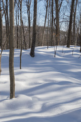 Deciduous trees casting blue shadows in the snow.