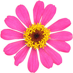 Isolated Zinnia elegans flower on white background