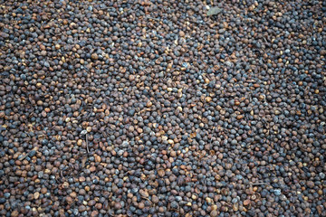 Dry coffe grain