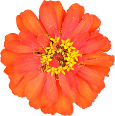 Isolated Zinnia elegans flower on white background