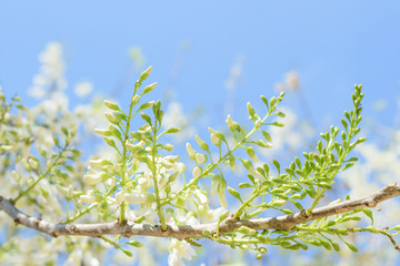 Mata Raton flower with the blue sky background. Thai vegetable a