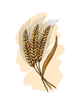 Watercolor Ears of wheat in graphic style