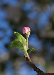 Apple blossom bud