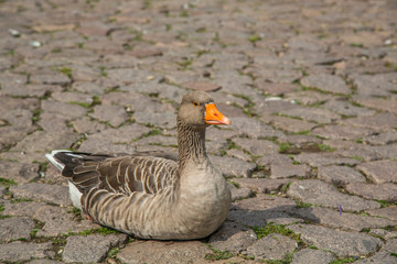 Goose sitting on a street in luxemburg