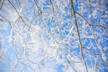 Äste gefroren Reif Schnee Winter Idylle