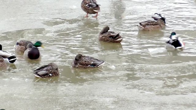 Wild ducks swim in unfrozen water in winter. A flock of Birds on the ice of the frozen river. Animal life in the harsh cold season.  